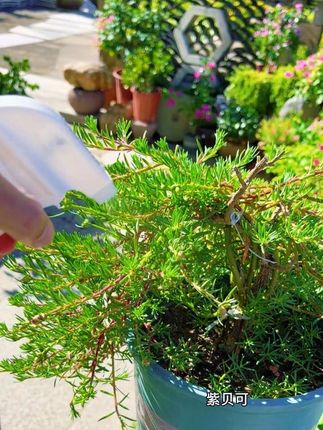 太阳花前期一星期施一次复合肥,中前开始长花苞施磷酸二氢钾#爱生活爱养花 #种植小技巧 #养花小知识 #花卉绿植 #日常分享