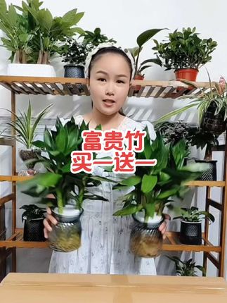 #水培富贵竹 #水培富贵竹的养殖方法 #富贵竹