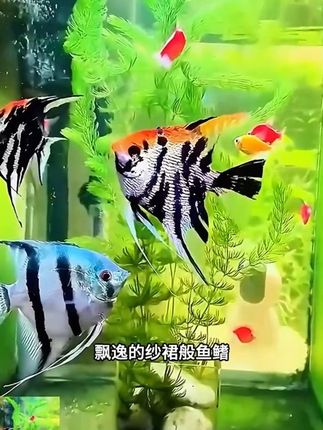 #神仙鱼 #观赏鱼 #养鱼日记 #水族 #超便宜超划算