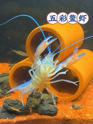 鱼缸想省心清洁?试试五彩鳌虾!不仅把缸擦得干干净净,还会繁殖小虾添活力,实用又养眼~#观赏虾 #鱼缸工具虾 #五彩虾 #五彩鳌虾#抖音推广 @抖加🔥上热门🔥dou+🔥热点宝 @上热门🔥🔥🔥