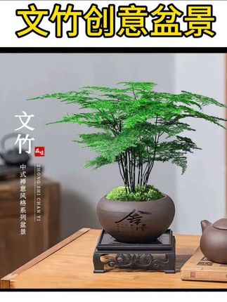 【禅意】文竹客厅盆景盆栽办公室内茶室绿植摆件鲜活花卉带花盆发货