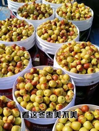 脆甜来袭,一口一个嘎嘣脆~,大荔冬枣皮薄,肉厚,核小,自然成熟,果味清甜,枣肉细腻,嚼吃无果渣,#冬枣 #水果 #自然熟