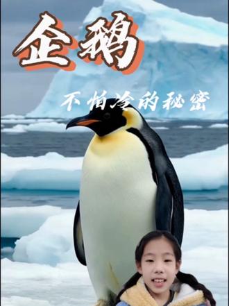 企鹅不怕冷的秘密#企鹅 #百科知识 #好书推荐 #Ai