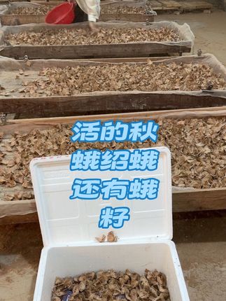 活的绍蛾 还有散蛾籽#凤城市刘家河镇立东农副产品超市