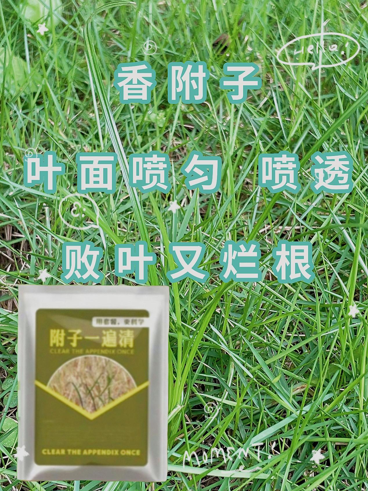 #香附子克星 #附子一遍清 #除草剂 #杂草之王香附子 #叶面均匀喷施
