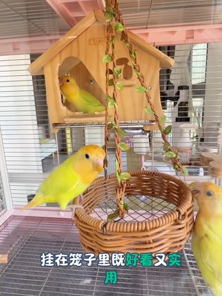 既是鸟窝又是玩耍秋千,鸟宝们太喜欢啦#鹦鹉秋千 #鹦鹉窝 #鹦鹉秋千玩具 #鹦鹉秋千吊环 #鹦鹉鸟窝