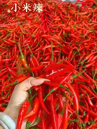 新鲜采摘特辣小米椒,现摘现发,用来做泡椒、辣椒酱、辣椒炒肉特好吃!一件也是批发价#辣椒🌶 #小米椒 #手工辣椒酱 #口感特别好