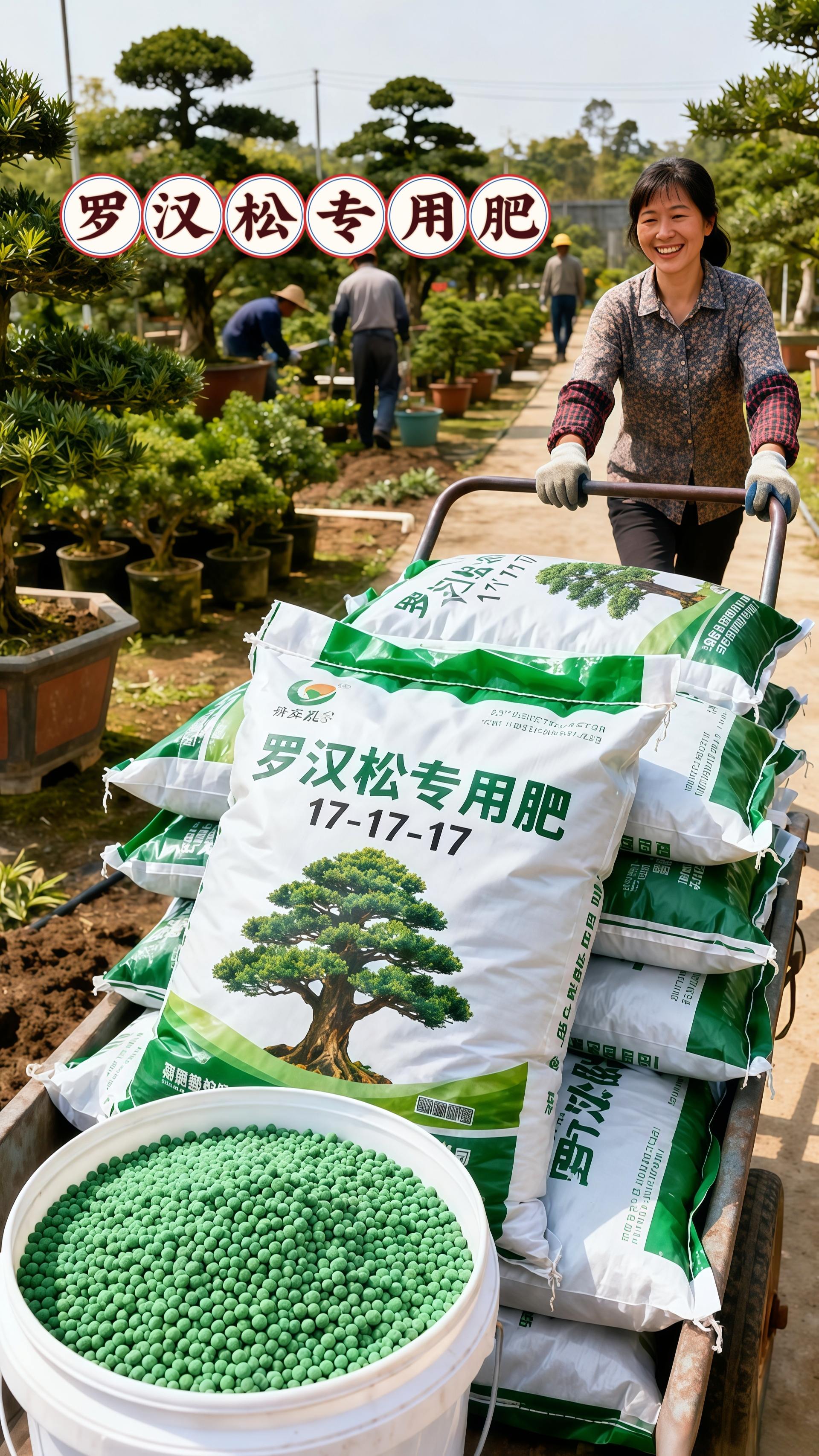 #新农人计划 #抖音助农 #花卉绿植 #盆景养护#罗汉松
