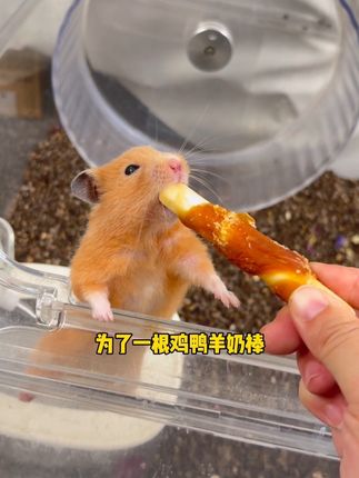 为了这个鸡鸭羊奶棒,仓鼠真是太拼命了😂快给你家鼠也试试#仓鼠 #金丝熊 #养鼠日常分享