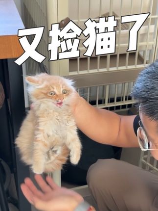 又捡猫了 这回是一只骨折小奶猫 回老家过十一 凌晨在车底捡到一只骨折小奶猫 取名“阿杜” #捡猫 #遇到凡事不要慌
