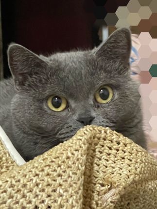 #玩具 #自嗨玩具养猫好物 #养猫经验分享 #养猫好物 #科学养宠攻略
