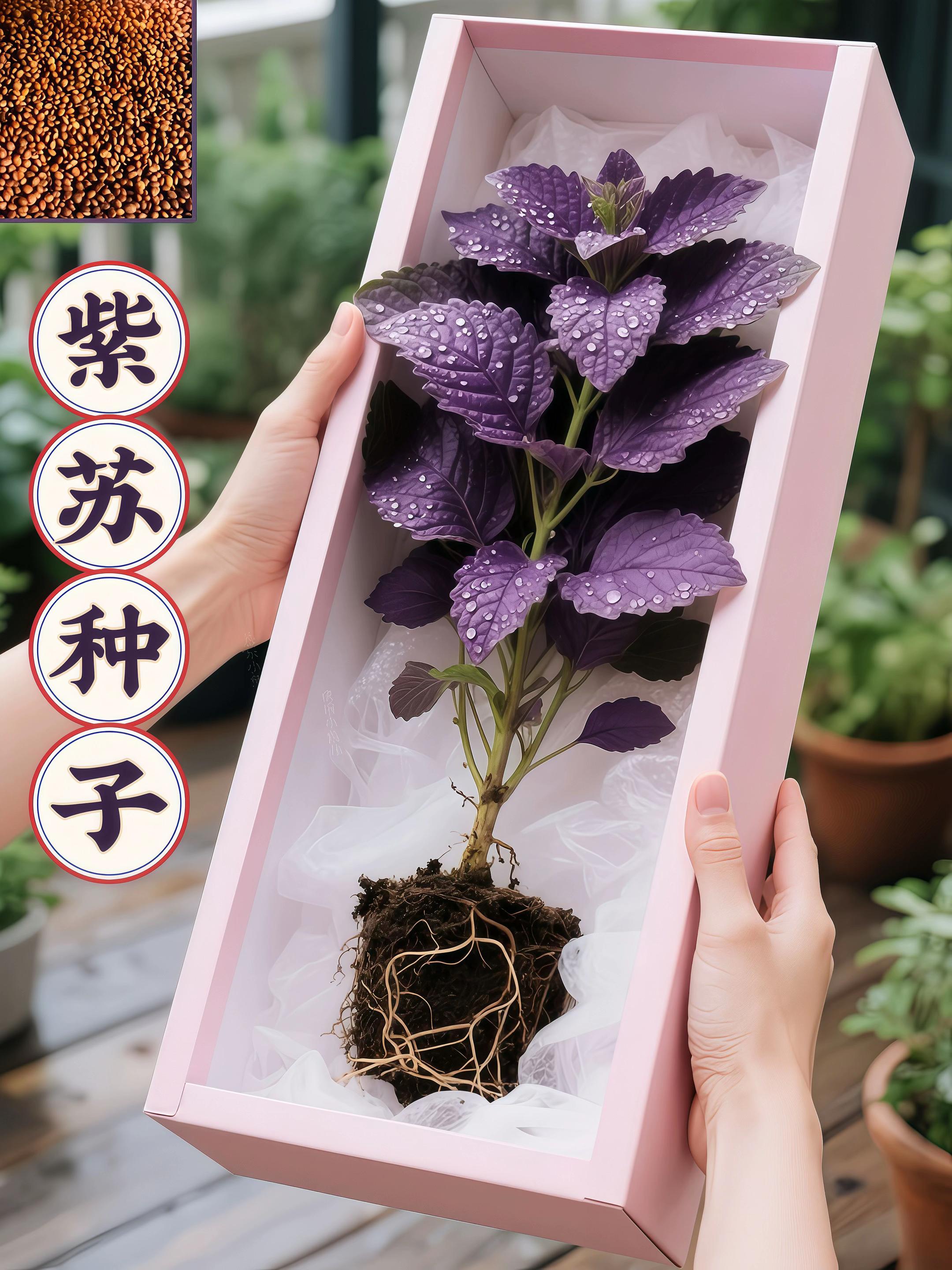 #紫苏 #蔬菜种子 #抖音助农 #农业种植 #三农 @DOU+小助手 @DOU+上热门