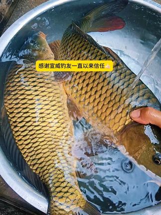 感谢宣威钓友一直以来的信任👍🏻#钓鱼人就是这么疯狂 #野钓 #钓鱼只有钓鱼人懂 #谷麦逗钓 #小吴tnt谷麦 @抖音创作小助手