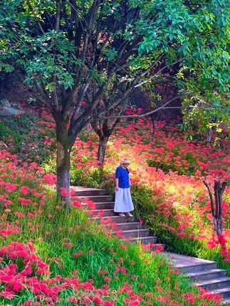 花影斑驳,是生活里的小确幸。 #浪漫花海 #风景如画的地方 #最美的遇见