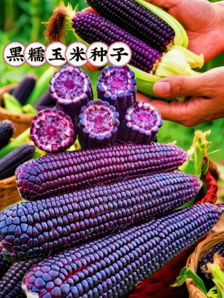 #即梦AI 实黑糯玉米种子, 家人们,想拥有一片属于自己的黑糯玉米小天地不?机会这不就来啦!, ,咱这款黑糯玉米种子,种出来的玉米颜值与美味双在线。颗粒黑亮饱满,咬上一口,软糯香甜的滋味超赞 。不管是小院空地,还是阳台的小花盆,它都能妥妥扎根生长,轻松开启种植体验~ #优质种苗 #玉米种植 #黑玉米种子 #黑糯玉米种子 玉米种子,