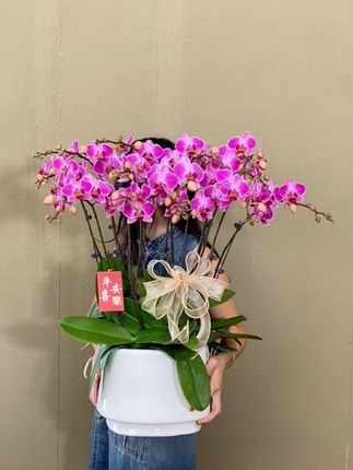 紫晶蝴蝶兰 长长的花絮 灵动轻盈 #轻盈飘逸 #蝴蝶兰