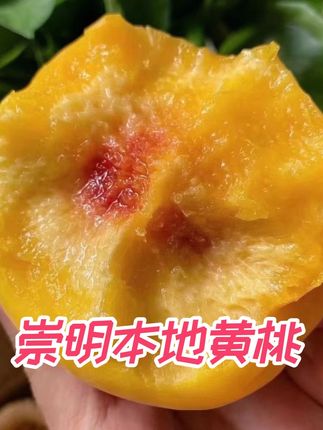 崇明本地景枫黄桃现摘现发#新鲜采摘 #当季水果推荐
