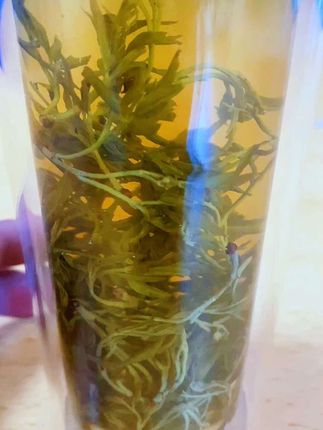 观银丝沉浮 品岁月静好 来自土家人的礼物 #上热门🔥 #莓茶 #喝出来的健康 #茶叶搬运工 #宜兴紫砂壶