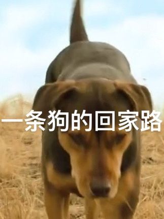 一条狗的回家路 #影视解说 #强烈推荐 #机械狗 #狗 #宠物狗