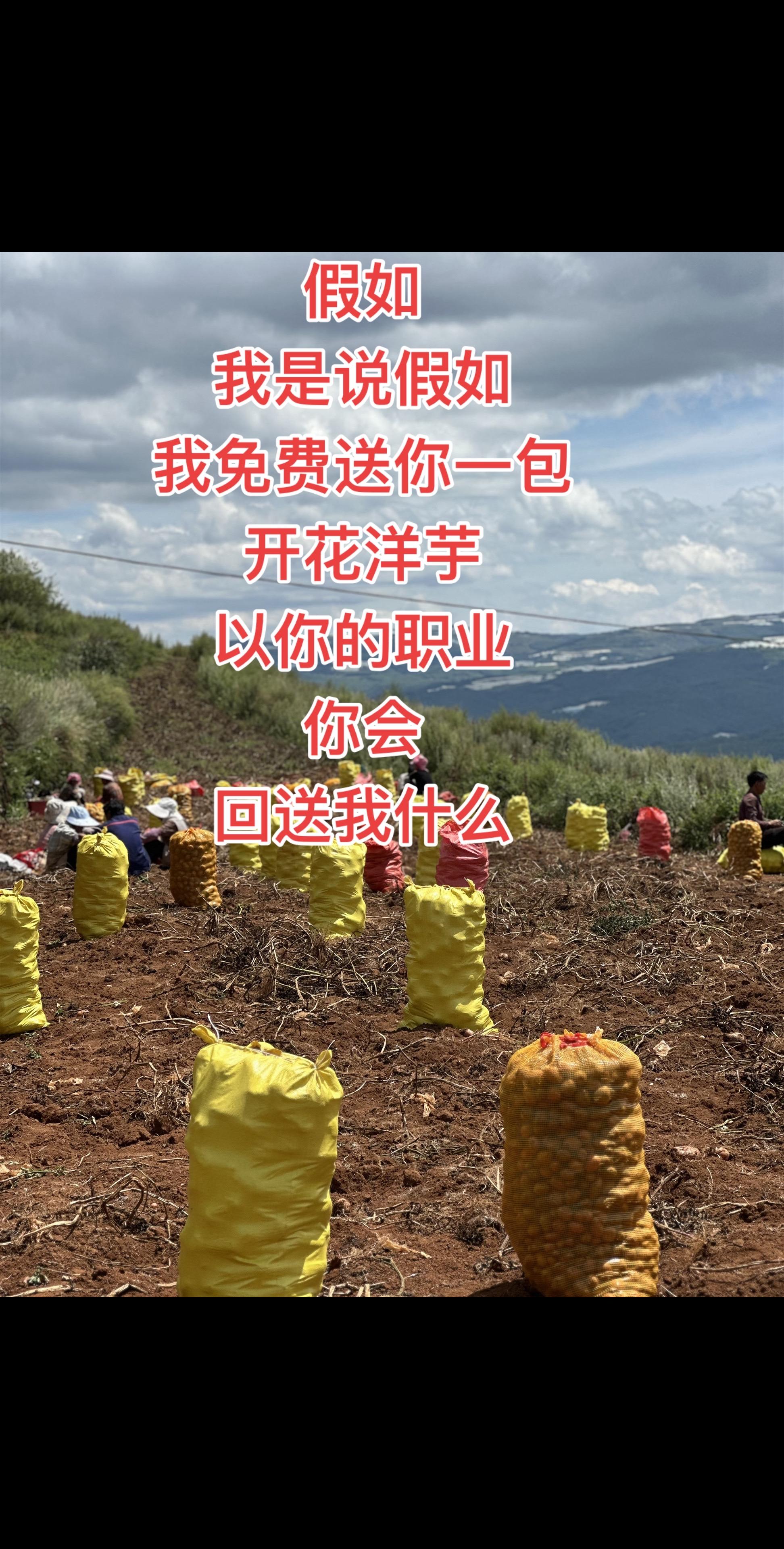 #乡村产业振兴 #田间劳作 假如,我是说假如,我免费送你一包开花洋芋,以你的职业,你会回送我什么#开花洋芋#自来洋芋