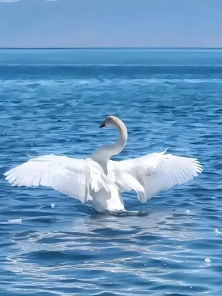 新疆马油霜绵羊油#上热搜 #马油霜 #绵羊油 #马油霜补水保湿面霜滋润防干防裂