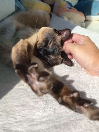 猫一撅屁股我就知道她要 下辈子我和糊猫做两只树林里游荡的猩猩,每天给对方捉跳蚤,摘香蕉。#暹罗猫 #暹罗 #糊猫