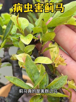 #蓟马 真的是害群之马,被他祸害过的嫩芽会发黑卷曲,导致#金弹子 停止生长,消灭#病虫害 很简单 #呋虫胺 快速杀虫,远离#病虫害防治