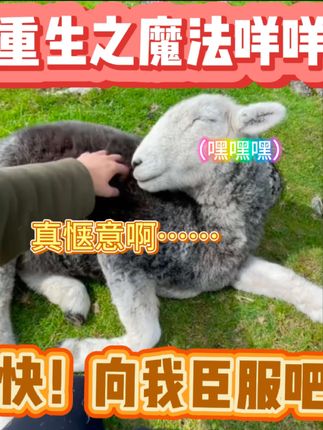 小羊被人类抚摸的场景真是太过温馨了,真是人与自然亲近和谐的画面呀!绿草坪,还有小羊!这就是大自然的魅力!#配音 #搞笑 #动物