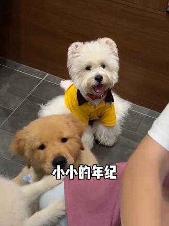 彪彪彪彪彪~ #萌宠vlog #快乐小狗没烦恼 #这我的小狗快看啊 #谁家小狗这么可爱