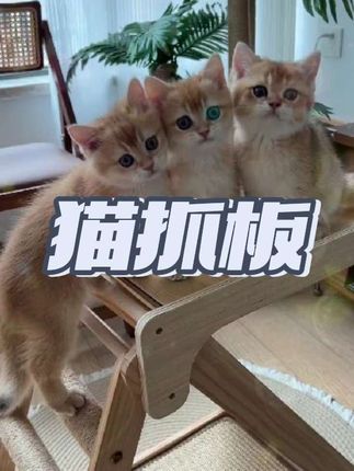 这个不用安装的猫抓板,简直是手残党的最爱 #猫玩具 #猫抓板 #猫爬架