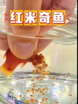 #米奇鱼 #米奇鱼生小鱼 #米奇鱼苗 #米奇鱼繁殖 #观赏鱼