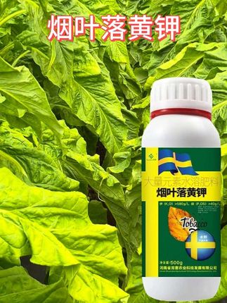 #农业种植 #种好烤烟 #烤烟落黄 #烤烟种植技术与管理 #烟农