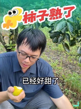 柿子熟了 柿子已熟,甜蜜之旅开启#快来一起尝个鲜