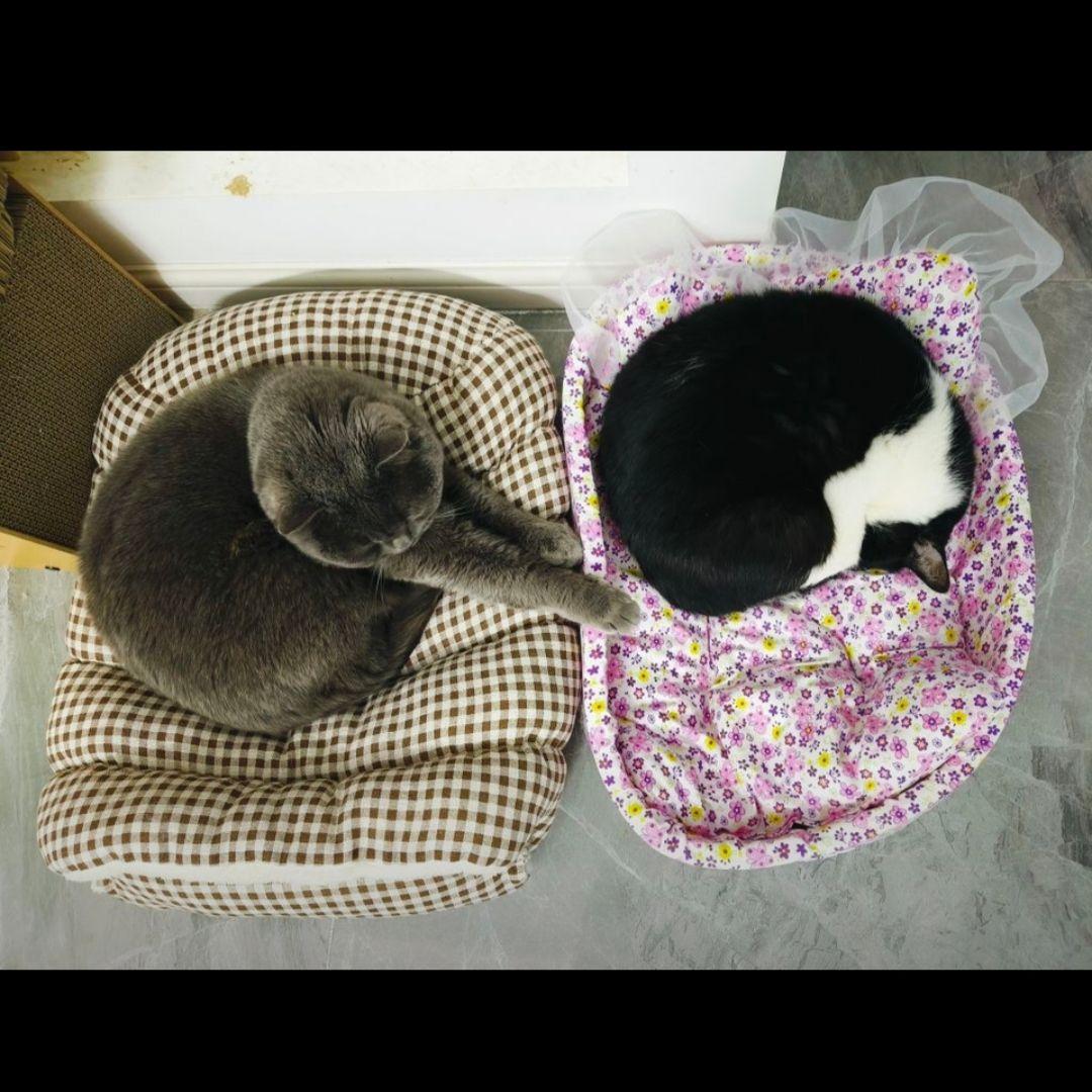 网红狗窝猫窝半封闭窝封闭式窝猫床猫咪踩奶加绒睡袋猫狗犬通用窝