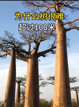 为什么树很难长到100米? #科普一下 #涨知识