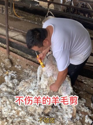 剪羊毛喽 #剪羊毛 #羊毛剪 #主打的就是一个真实 #养羊人 #养殖人加油