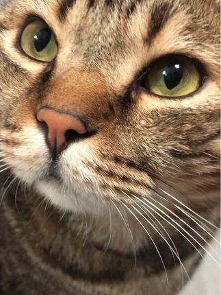 刚睡醒 #猫咪日常记录 #萌宠 #狸花猫