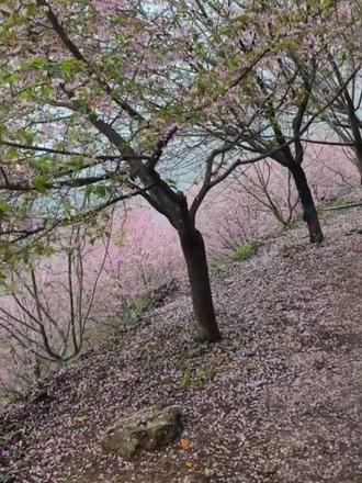 桐浦樱花谷,下午2点多去看樱花,爬山纯爬山,拍照片风景可以,今天阴天,前两天下雨,落了一地的花瓣,要是油菜花开了,山上就是最佳观赏点。山上只有一点点小吃,可以自己带点零食小吃上去,小朋友玩的就山顶有一点,人还是很多的,停车可以停在路边,也有停车场,10块钱,好多人都停在里面那条路的路边。山上花开的很茂盛了,现在来最好,有些都有一点点谢了,现在是最佳时间#爬山我是认真的 #抖出你的家乡美景 #登上山顶看美景 #记录家乡美景 #景点打卡