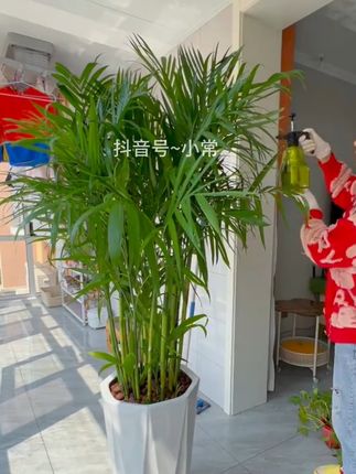 夏威夷竹日常养护。想要养好它。施肥不可少,推荐这款#夏威夷竹专用肥 它富含多种微量元素促进生长。#种植小技巧 #养护小知识 #夏威夷竹 #农资肥料