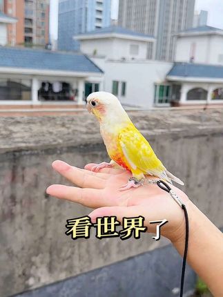 鹦鹉脚环定制,免费刻字,新款螺丝款取带都很方便,不是普通款,各类鹦鹉都有合适的尺寸。#鹦鹉#脚环 #鹦鹉用品#鹦鹉脚环刻字 #鹦鹉脚环定制