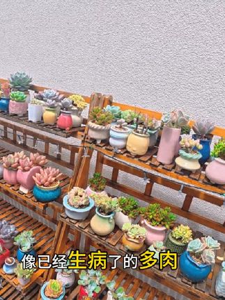 雨后记得给多肉喷杀菌药 #多肉 #多肉植物#多肉生病