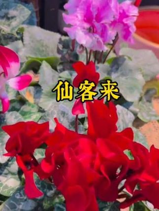 仙客来叶子发黄干枯怎么办#仙客来 只长叶子不开花怎么回事#仙客来盆花 #仙客来怎么养护 #仙客来黄叶子怎么回事 #仙客来如何养护
