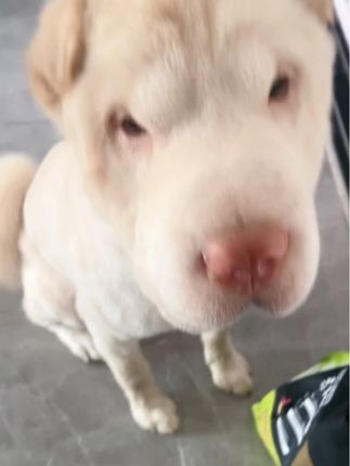以后就叫它暴牙哥