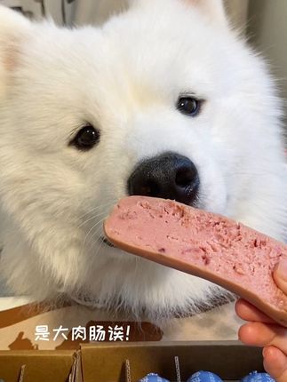 是大肉肠!小狗最爱之一!#萨摩耶 #肉璞主食肉肠 #宠物零食 #小馋狗 #萌宠日常记录