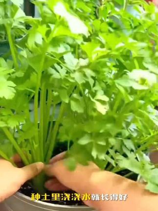 秋天种芹菜很方便,直接用培育好的芹菜苗去种植埋土浇水就行。采收多次口感好,赶紧和家人动手试试吧 !#芹菜苗#优质种苗 #四季香芹 #芹菜种植 #家庭种植