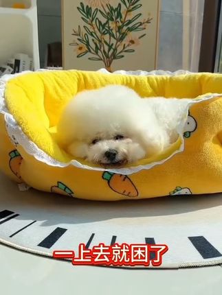 天冷了,宠͔物的沙发窝,̷安̟排上吧,͔狗̟͔狗躺上去就困了#萌宠好物#宠物沙发窝#好物推荐🔥