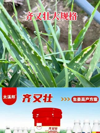 #生姜种植