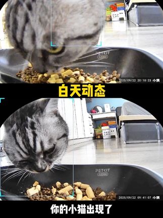 沉浸式带你体验小佩自动喂食器的效果!真的很好用!#小佩自动喂食器 #智能养宠用小佩 #小佩双子星喂食器 #科学养宠攻略 #留守猫