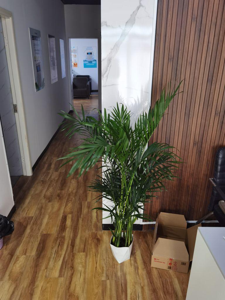 新鲜度:这个好多了,这个之前在直播间里买了一盆,比这个差多了,还是这家店铺给力,还会光顾#我在抖音买买买