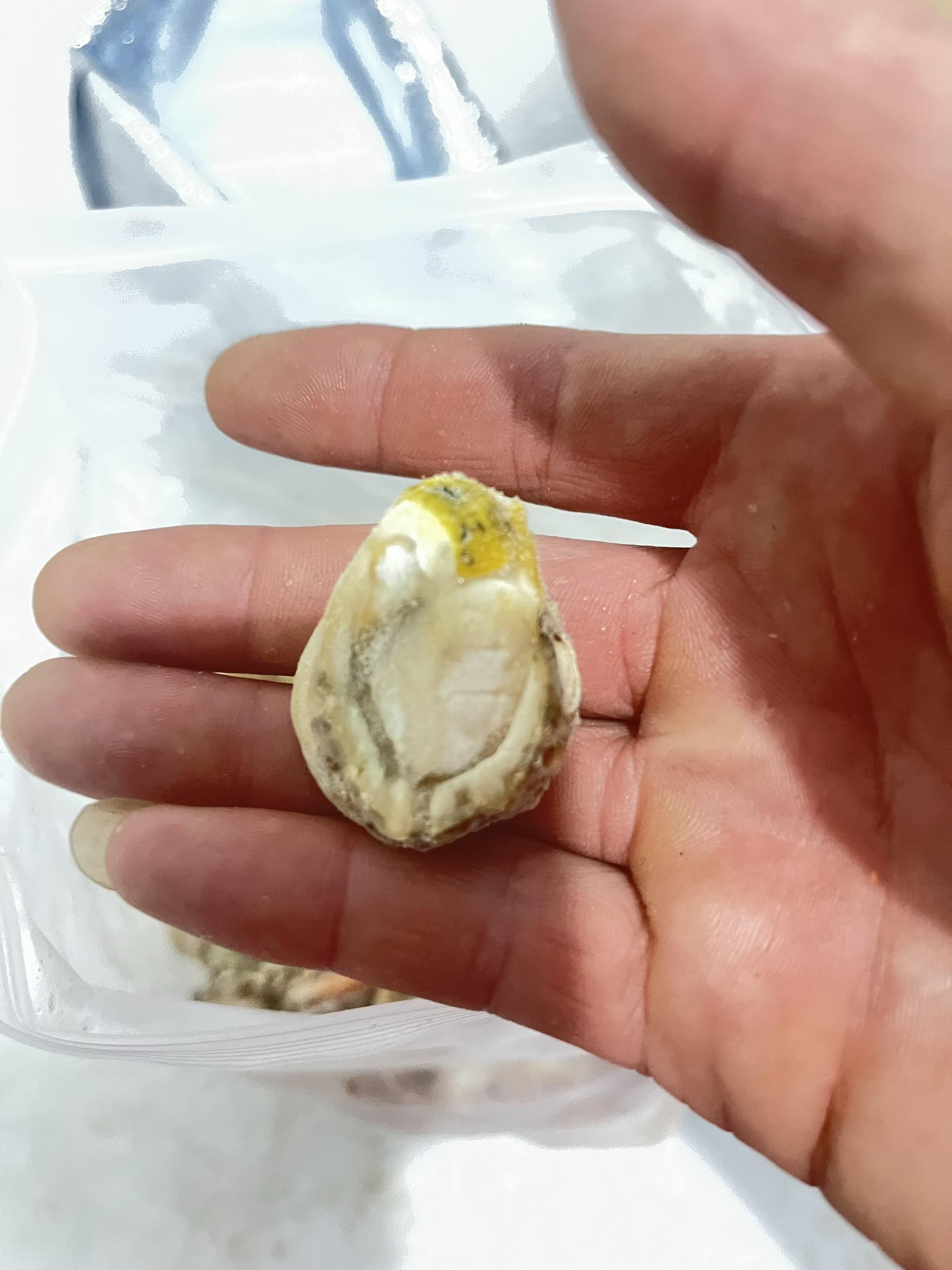 扇贝肉收到了,确实挺大的没有砂粒感。#我在抖音买买买